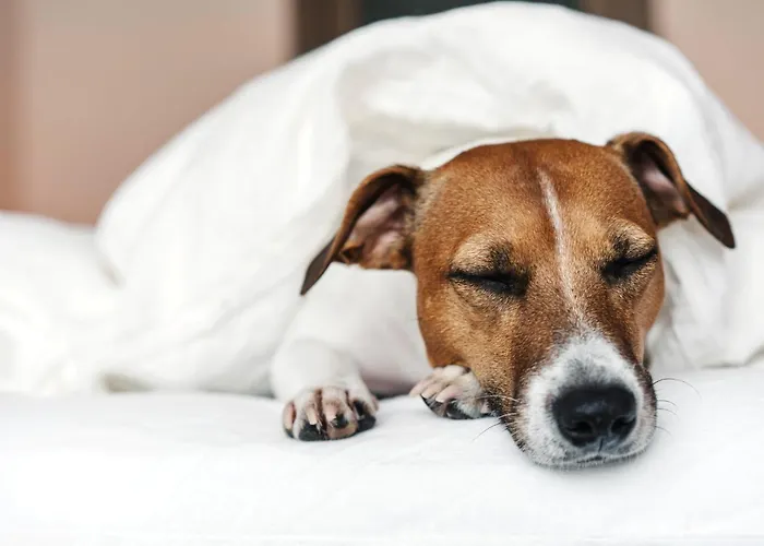 - The Niu, Air Frankfurt Messe By Ihg