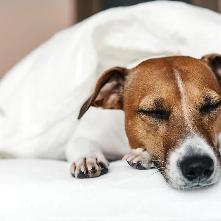 - The Niu, Air Frankfurt Messe By Ihg